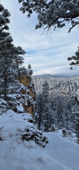 SD State Flower - Pasque